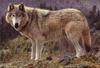 European Gray Wolf (Canis lupus)