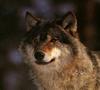 European Gray Wolf (Canis lupus)