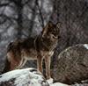 European Gray Wolf (Canis lupus)