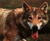 European Gray Wolf (Canis lupus)