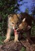 Gray Wolf cubs (Canis lupus)