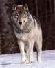 Gray Wolf (Canis lupus)