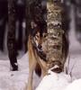 Gray Wolf (Canis lupus)