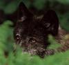 Black Wolf (Canis lupus)