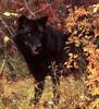 Black Wolf (Canis lupus)