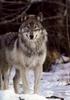 Gray Wolf (Canis lupus)