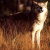 Gray Wolf (Canis lupus)