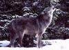 Gray Wolf (Canis lupus)