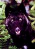 Black Wolf (Canis lupus)