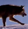 Gray Wolf (Canis lupus)