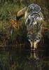 Timber Wolf (Canis lupus)