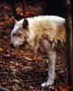 White Wolf (Canis lupus)