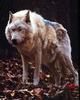 White Wolf (Canis lupus)