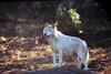 White Wolf (Canis lupus)