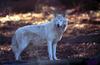 White Wolf (Canis lupus)