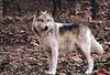 White Wolf (Canis lupus)