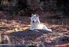 White Wolf (Canis lupus)