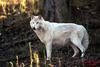 White Wolf (Canis lupus)