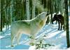 White Wolf (Canis lupus)