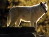 White Wolf (Canis lupus)