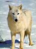 White Wolf (Canis lupus)