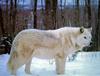 White Wolf (Canis lupus)