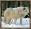 White Wolf (Canis lupus)