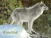 White Wolf (Canis lupus)