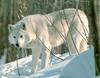 White Wolf (Canis lupus)