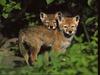 Gray Wolf cubs (Canis lupus)