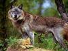 Gray Wolf mother and cub (Canis lupus)