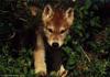 Gray Wolf cub (Canis lupus)