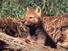 Gray Wolf cub (Canis lupus)