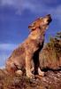 Gray Wolf cub (Canis lupus)