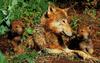 Gray Wolf mother and cubs (Canis lupus)