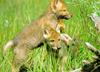 Gray Wolf pups (Canis lupus)