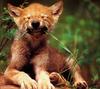 Gray Wolf pup (Canis lupus)