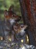 Gray Wolf pups (Canis lupus)