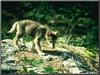 Gray Wolf pup (Canis lupus)