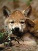 Gray Wolf pup (Canis lupus)