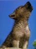 Gray Wolf pup (Canis lupus)