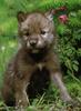 Gray Wolf pup (Canis lupus)