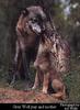 Gray Wolf mother and pup (Canis lupus)