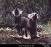 Gray Wolf pups (Canis lupus)