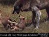 Gray Wolf mother and pup (Canis lupus)