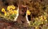 Gray Wolf pup (Canis lupus)