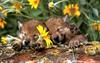 Gray Wolf pups (Canis lupus)