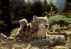 Gray Wolf mother and pups (Canis lupus)