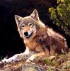 Gray Wolf mother and pup (Canis lupus)