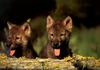 Gray Wolf pups (Canis lupus)